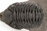 Phacopid (Morocops) Trilobite - Foum Zguid, Morocco #221206-4